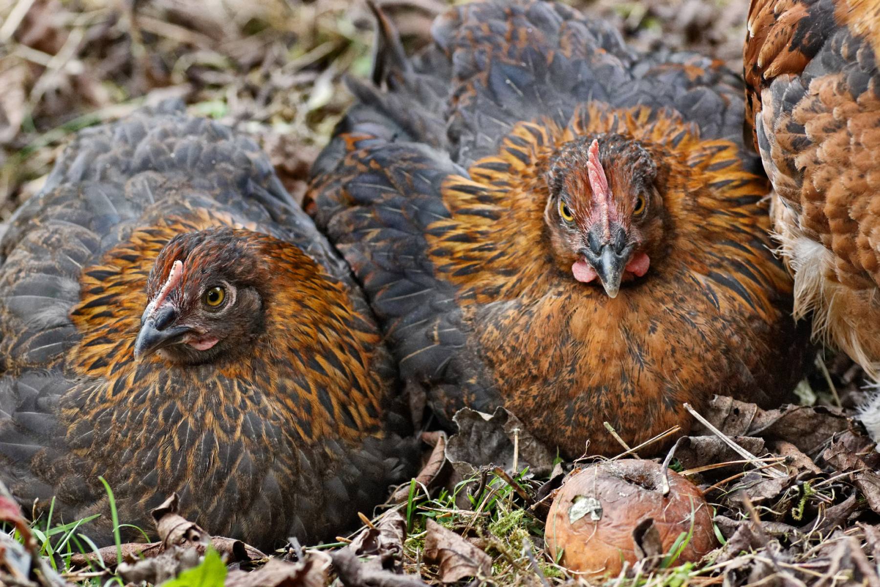 The History and Future of Marans Chickens